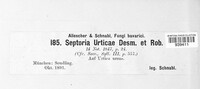 Septoria urticae image